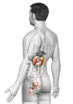 3d rendered, medically accurate illustration of the kidneys Stock Illustration