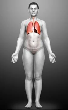 3d rendered, medically accurate illustration of a female lung anatomy Stock Illustration