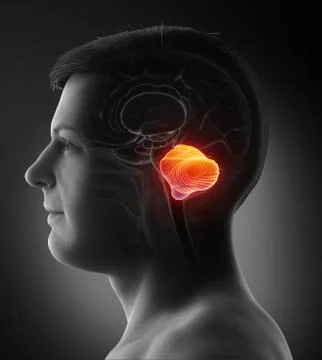 3d rendered, medically accurate illustration of a male cerebellum Stock Illustration