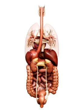 3d rendered medically accurate illustration of Digestive System  and heart 스톡 일러스트