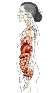 3d rendered medically accurate illustration of Female Digestive System  and h Stock Illustration