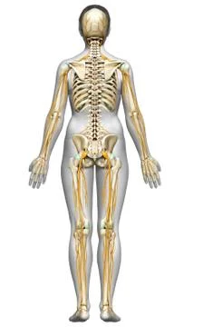3d rendered medically accurate illustration ofa female nervous system and ske Illustrazione stock