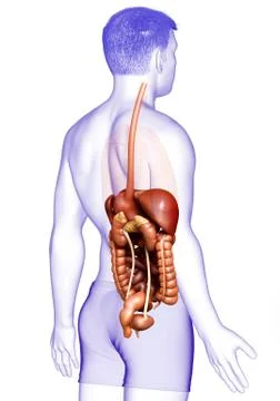 3d rendered medically accurate illustration of male Digestive System. Stock Illustration