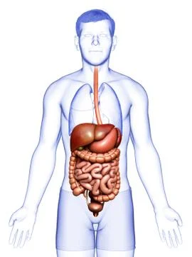 3d rendered medically accurate illustration of male Digestive System. Stock Illustration