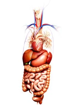3d rendered medically accurate illustration of  Digestive System Stock Illustration