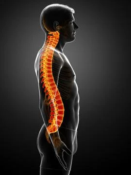 3d rendered medically accurate illustration of a high lighted spine Stock Illustration