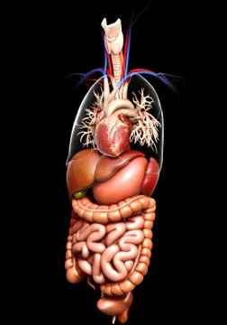 3d rendered medically accurate illustration of Digestive System  and heart 스톡 일러스트