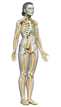 3d rendered medically accurate illustration ofa female nervous system and ske Stock Illustration