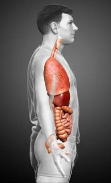 3d rendered medically accurate illustration of male  Internal organs Stock Illustration