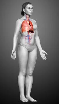 3d rendered, medically accurate illustration of a female lung anatomy Stock Illustration