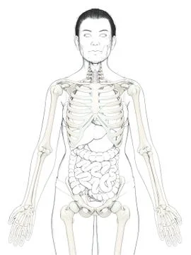 3d rendered, medically accurate illustration of a female skeleton system Stock Illustration