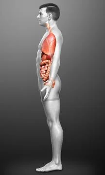 3d rendered medically accurate illustration of male  Internal organs Stock Illustration