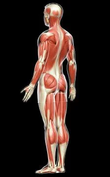 3d rendered medically accurate illustration of a male muscle system Stock Illustration