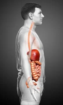 3d rendered medically accurate illustration of male Digestive System. 스톡 일러스트