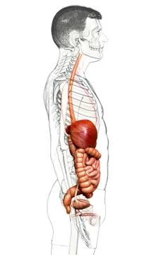 3d rendered medically accurate illustration of male Digestive System. Illustrazione stock