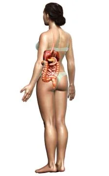 3d rendered medically accurate illustration of female Digestive System. 스톡 일러스트