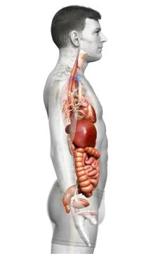3d rendered medically accurate illustration of male Digestive System. 스톡 일러스트