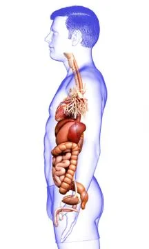 3d rendered medically accurate illustration of male Digestive System. 스톡 일러스트
