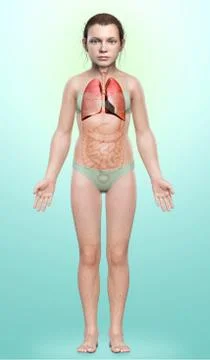 3d rendered, medically accurate illustration of a young girl lung anatomy Stock Illustration