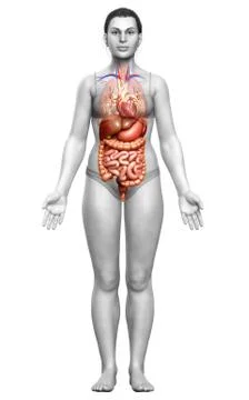 3d rendered medically accurate illustration of Female Digestive System  and h 스톡 일러스트