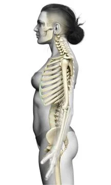3d rendered, medically accurate illustration of a female skeleton system Stock Illustration
