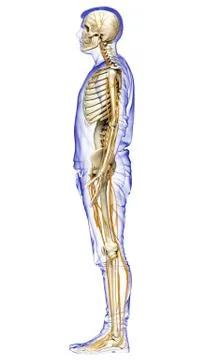 3d rendered medically accurate illustration of the nervous system and skeleto Stock Illustration