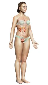 3d rendered, medically accurate illustration of female   kidneys Stock Illustration
