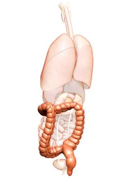 3d rendered, medically accurate illustration of large intestine anatomy Stock Illustration