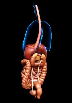 3d rendered medically accurate illustration of  Digestive System Stock Illustration