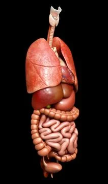3d rendered medically accurate illustration of Internal organs Stock Illustration