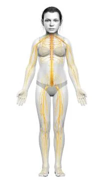 3d rendered medically accurate illustration of a young girl nervous system Stock Illustration