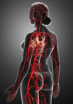 3d rendered medically accurate illustration of Female arteries Stock Illustration