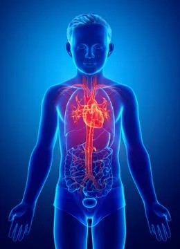 3d rendered medically accurate illustration of highlighted orange young boy   Stock Illustration