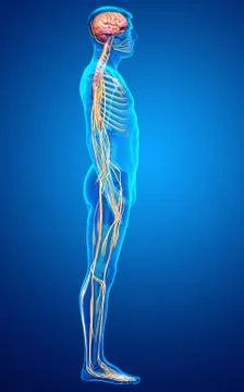 3d rendered medically accurate illustration of a male nervous system Stock Illustration