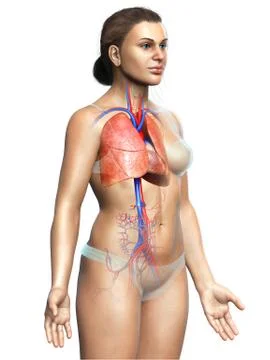 3d rendered, medically accurate illustration of a female lung anatomy Stock Illustration