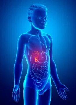 3d rendered medically accurate illustration of boy Organs Gallbladder Anatomy Stock Illustration