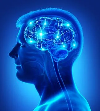 3d rendered, medically accurate illustration of a male active brain Stock Illustration