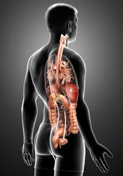 3d rendered medically accurate illustration of male Digestive System  and hea Illustrazione stock