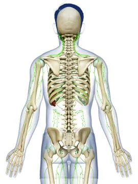 3d rendered medically accurate illustration of a male lymphatic system Stock Illustration