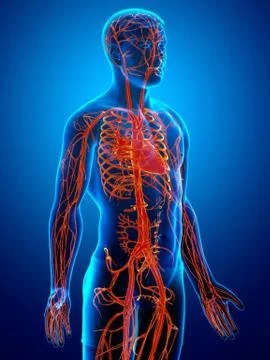 3d rendered medically accurate illustration of the circulatory system Stock Illustration