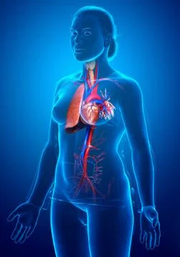 3d rendered, medically accurate illustration of a female lung anatomy Stock Illustration