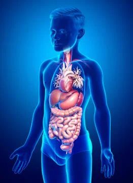 3d rendered medically accurate illustration of Boy Digestive System  and hear Stock Illustration