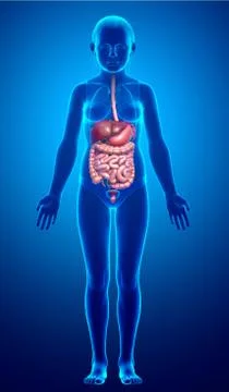 3d rendered medically accurate illustration of young girl Digestive System Stock Illustration