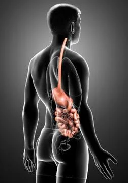 3d rendered, medically accurate illustration of a male stomach and small inte Stock Illustration