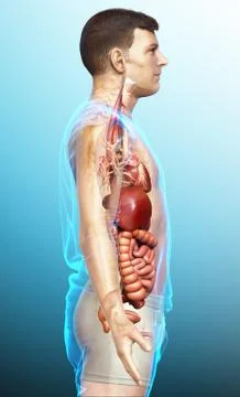 3d rendered medically accurate illustration of male Digestive System  and hea Stock Illustration