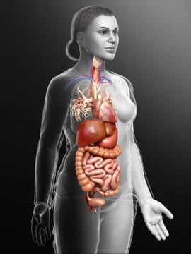 3d rendered medically accurate illustration of Female Digestive System  and h 스톡 일러스트