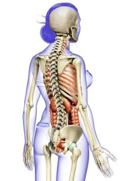 3d rendered medically accurate illustration of female  Internal organs and sk Stock Illustration