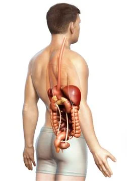 3d rendered medically accurate illustration of male Digestive System. Stock Illustration