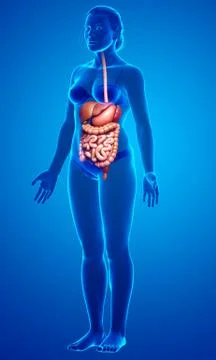 3d rendered medically accurate illustration of female Digestive System. Stock Illustration