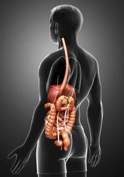 3d rendered medically accurate illustration of male Digestive System. 스톡 일러스트